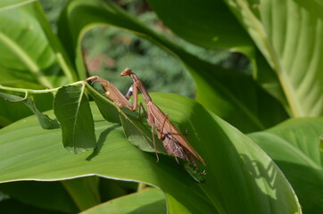 Praying Mantis (Mantis religiosa) Mante religieuse