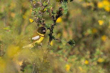 Yellow-breasted Bunting, Emberiza aureola aureola