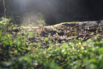 sun and leaves on the ground