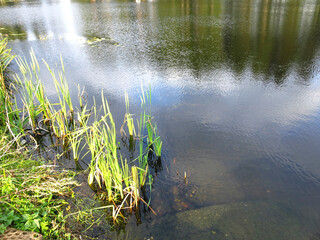 rural small pond in autumn with quiet water and pine trees on the shore