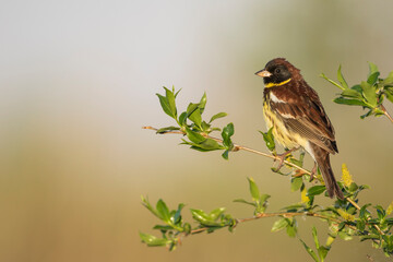 Yellow-breasted Bunting, Emberiza aureola aureola