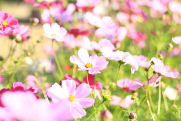 コスモス