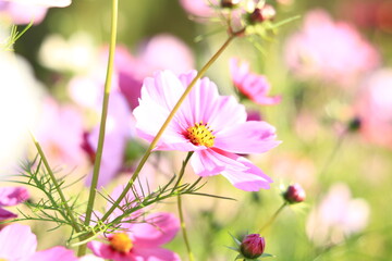 コスモス