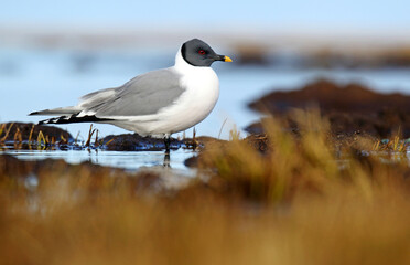 Sabine's Gull, Xema sabini