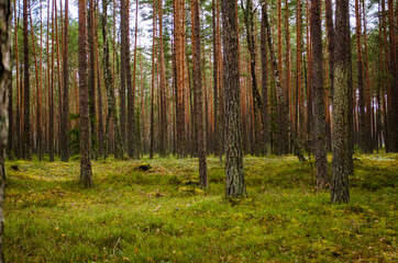Obraz premium Dawn in the forest