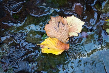 Three autumn leaves in the water