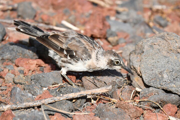 Galapagos Mockingbird, Mimus parvulus