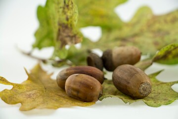 Studio shot of oak nut