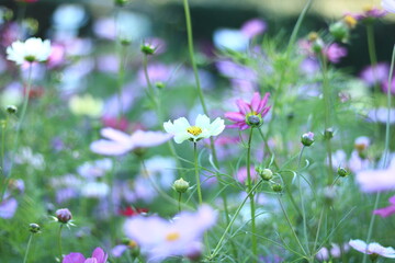 コスモス