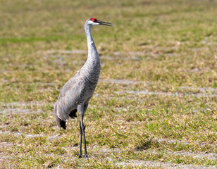 Sandhill Crane