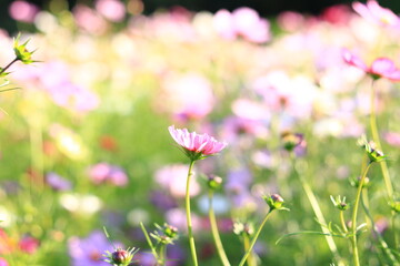 コスモス