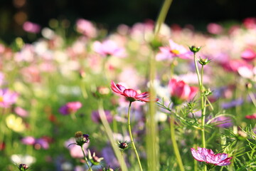 光の中のコスモス