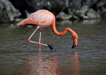 Galapagos Flamingo, Phoenicopterus ruber glyphorhynchus