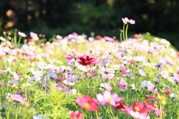 コスモス畑
