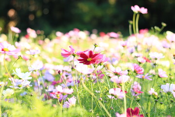 コスモス畑