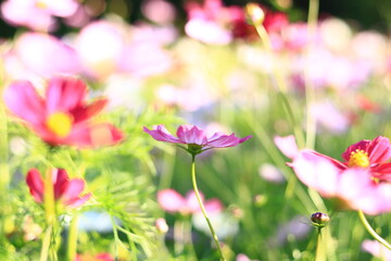 コスモス