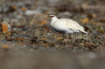 Alaskan Rock Ptarmigan, Lagopus muta kelloggae