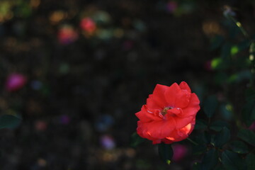 the rose in the dark