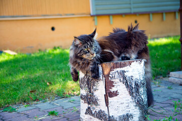 Beautiful cat Maine Coon is sitting on a birch stump.Horizontally.Vertically.