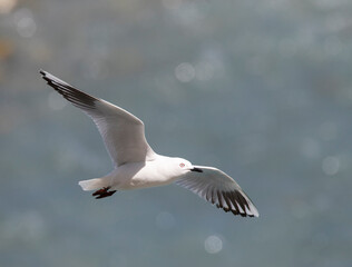 Black-billed Gull (Chroicocephalus bulleri)