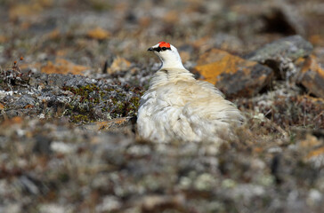 Alaskan Rock Ptarmigan, Lagopus muta kelloggae
