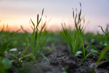 Close up young green wheat seedlings growing in a soil on a field in a sunset. Close up on sprouting rye agriculture on a field in sunset. Sprouts of rye. Wheat grows in chernozem planted in autumn.