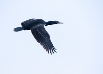 Campbell Shag, Leucocarbo campbelli