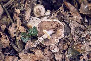 Champignon renversé montrant ses lamelles .