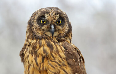 Galapagos Short-eared Owl, Asio flammeus galapagoensis