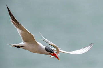 Caspian Tern, Hydroprogne caspia