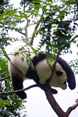 Obraz premium Lazy and tired panda resting on a tree with it's paws in the air (the Beijing zoo, China)