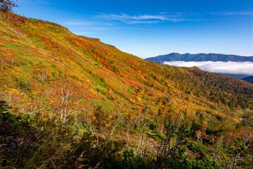 Fototapeta na wymiar 北海道・大雪山系の赤岳で見た、色鮮やかな銀泉台の紅葉と青空、迫り来る雲海