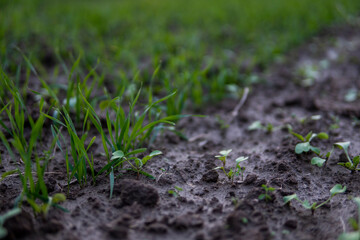 Close up young wheat seedlings growing in a field. Green wheat growing in soil. Close up on sprouting rye agriculture on a field in sunset. Sprouts of rye. Wheat grows in chernozem planted in autumn.