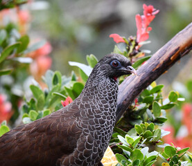 Andean Guan