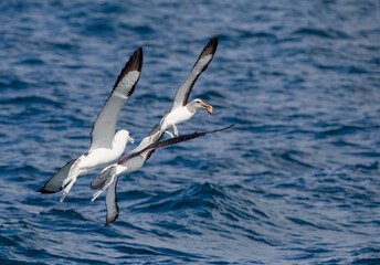 Fototapeta na wymiar Northern Buller's Albatross, Thalassarche bulleri platei
