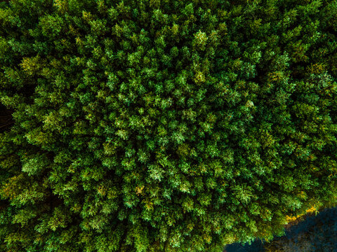 Spruce Tree Forest Aerial Drone View. Top Down © marcin jucha