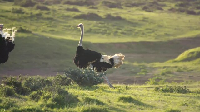 Ostrich fight