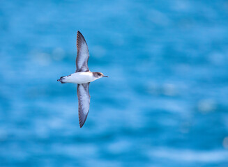 Fluttering Shearwater, Puffinus gavia