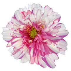 daisy flower white-pink. Flower isolated on a white background. No shadows with clipping path. Close-up. Nature.