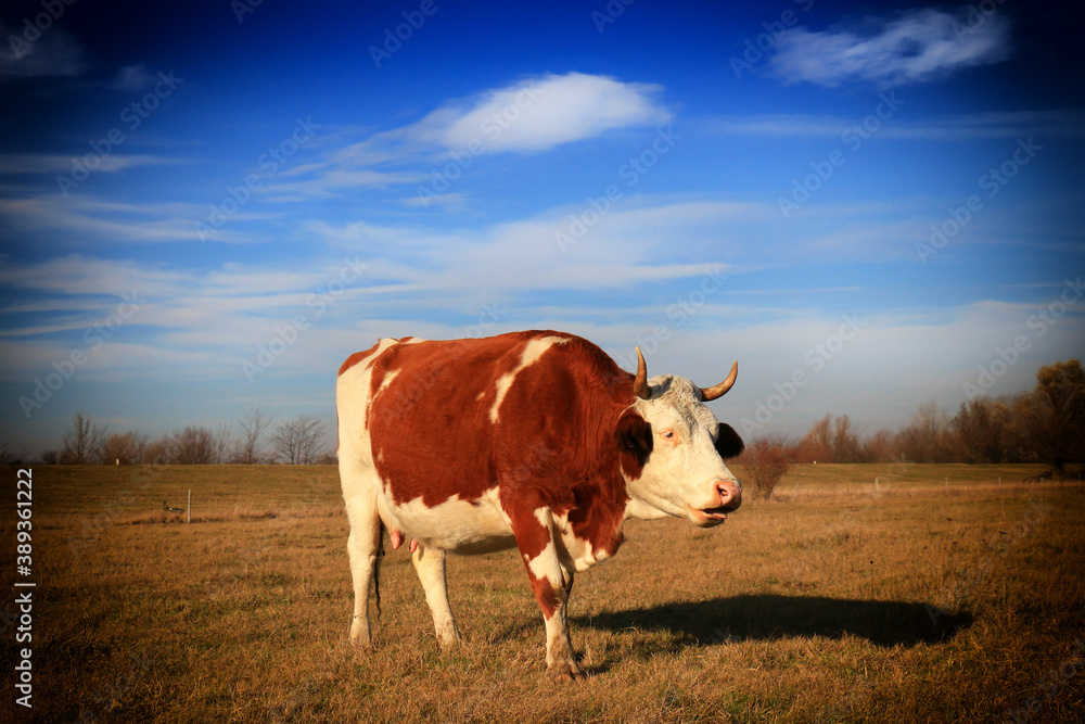 Sticker cow on the farm field.