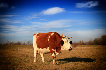 Fototapeta na wymiar Cow on the farm field.