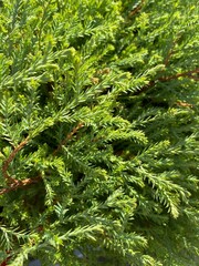 Evergreen Branches