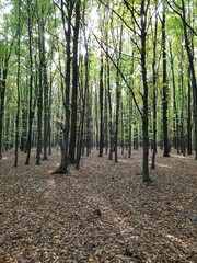 Fototapeta premium path in the forest