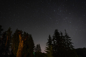Night forest. Dramatic night scenery with a starry sky.