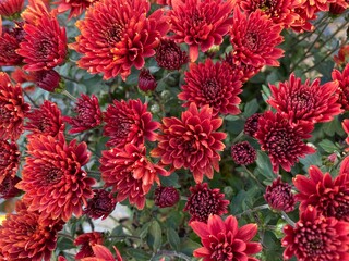 Red Mums in Full Bloom