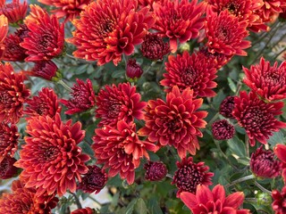 Red Mums in Full Bloom
