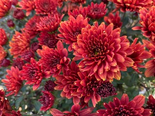 Red Mums in Full Bloom