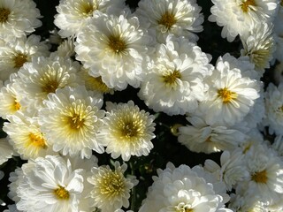 White Mums in Full Bloom