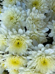 White Mums in Full Bloom