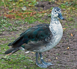 Comb duck in the grass